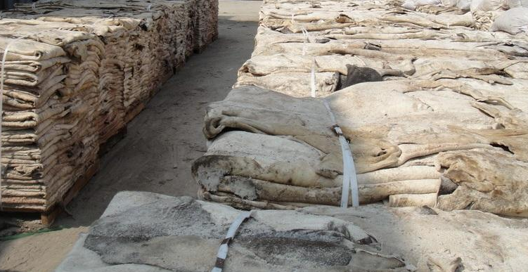 Salted Camel Hides