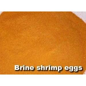 Buy Brine Shrimp Eggs