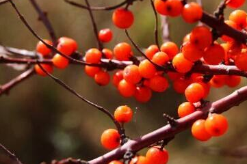 IQF sea buckthorn berries