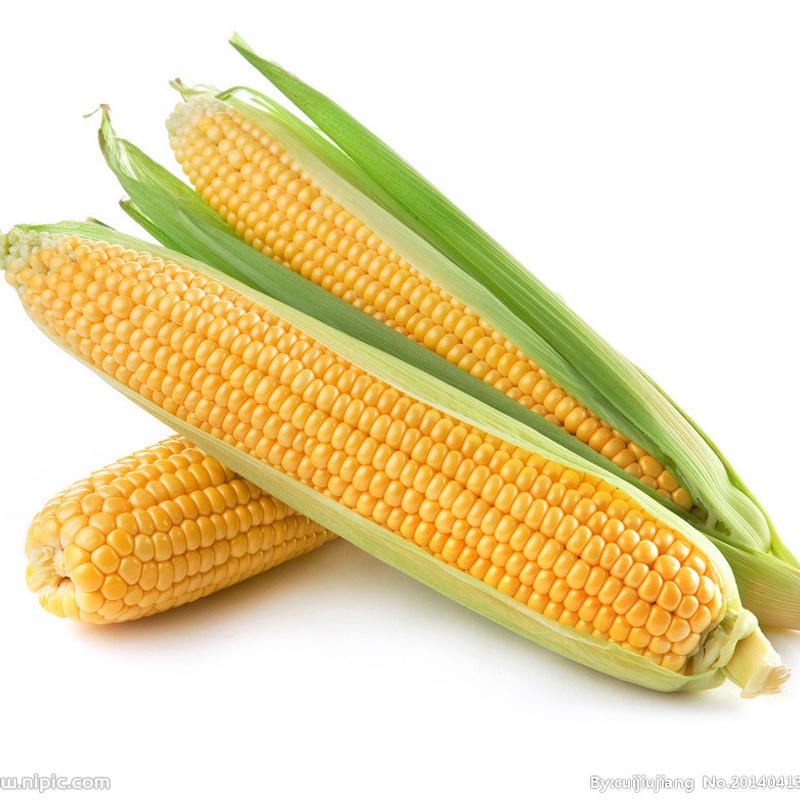Yellow Corn