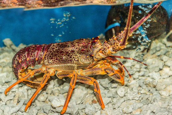 Fresh & Frozen Lobsters