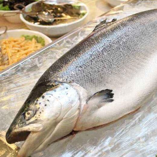 Supply Frozen Salmon