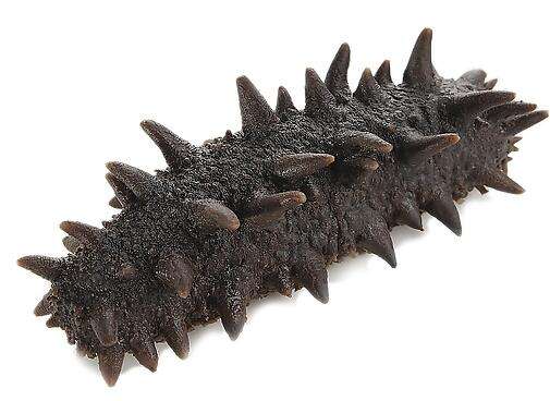 Buy Sea cucumbers