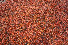 Refined Palm Oil