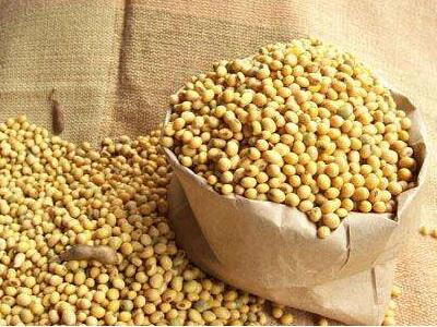 Buy Soybean