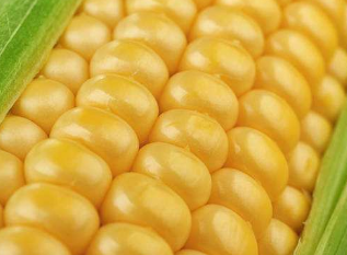 Corn