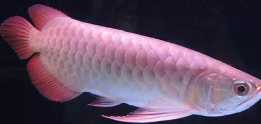 Red Tail Golden Arowana Fish